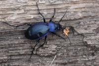 Carabus problematicus