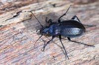 Carabus arvensis