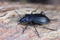 Carabus arvensis