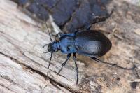 Carabus nemoralis
