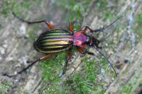 Carabus auronitens
