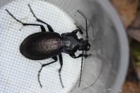 Carabus nemoralis