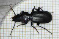 Pterostichus madidus