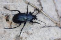 Carabus arvensis