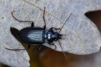 Nebria brevicollis