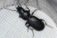 Pterostichus madidus