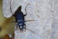 Nebria brevicollis