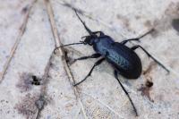 Carabus arvensis