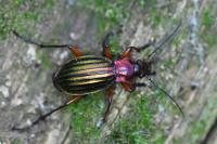 Carabus auronitens