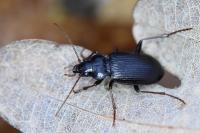 Nebria brevicollis