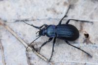 Carabus arvensis