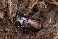 Carabus nemoralis