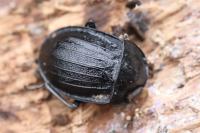 Phosphuga atrata