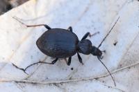 Cychrus attenuatus