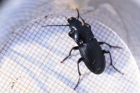 Abax parallelus