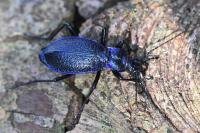 Carabus intricatus