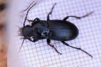 Abax parallelus