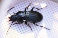 Abax parallelus