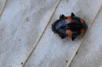 Scaphidium quadrimaculatum
