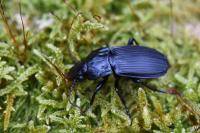 Abax parallelepipedus