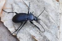 Carabus arvensis
