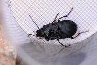 Abax ovalis