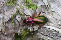Carabus auronitens