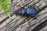 Cychrus caraboides