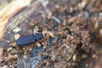 Uleiota planatus