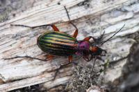Carabus auronitens
