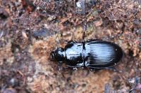 Abax parallelus