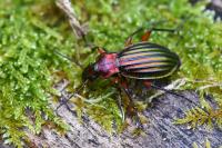 Carabus auronitens