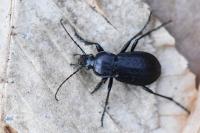 Carabus arvensis