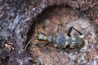 Rhagium mordax