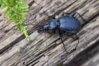Cychrus caraboides