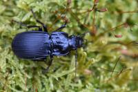 Abax parallelepipedus