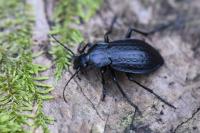 Carabus arvensis
