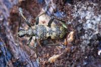 Rhagium mordax