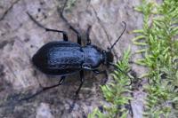 Carabus arvensis