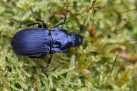 Abax parallelepipedus