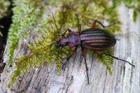 Carabus auronitens