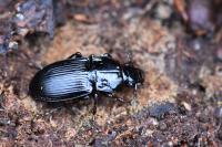 Abax parallelus