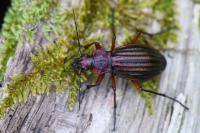 Carabus auronitens