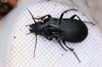 Abax parallelepipedus
