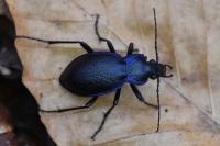 Carabus problematicus