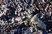 Rhagium mordax