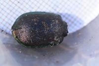Calosoma inquisitor