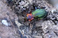 Carabus auronitens