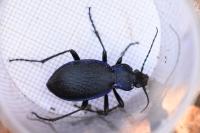 Carabus problematicus