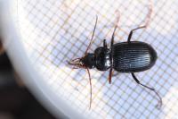 Nebria brevicollis